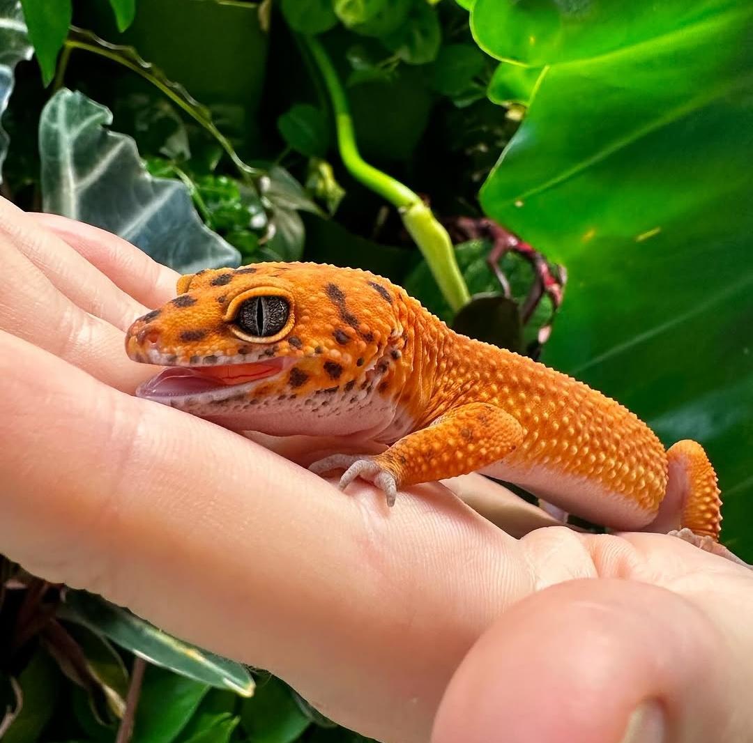 Leopard Gecko Tangerine
