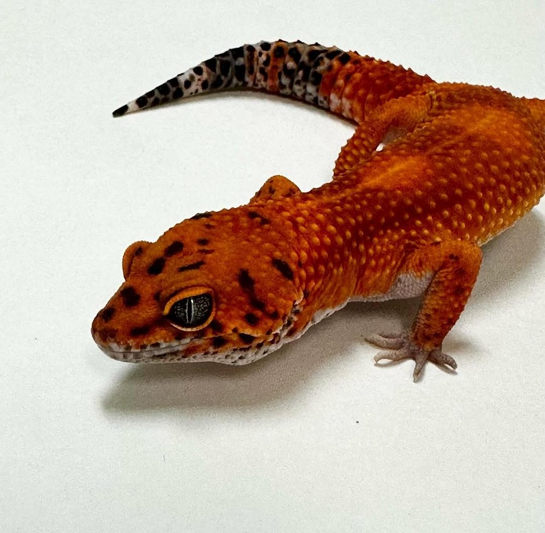 Leopard Gecko Tangerine gambar 2