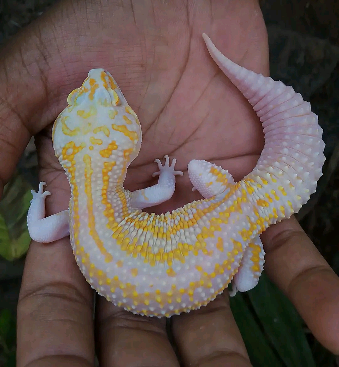 Leopard Gecko White And Yellow