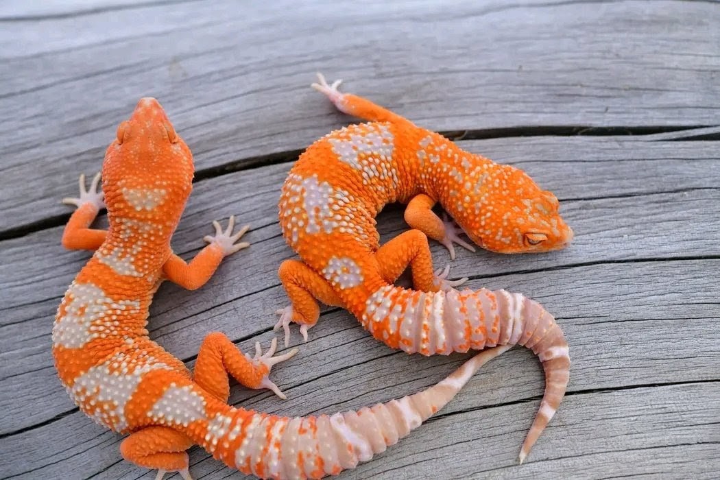Leopard Gecko Red Diamond