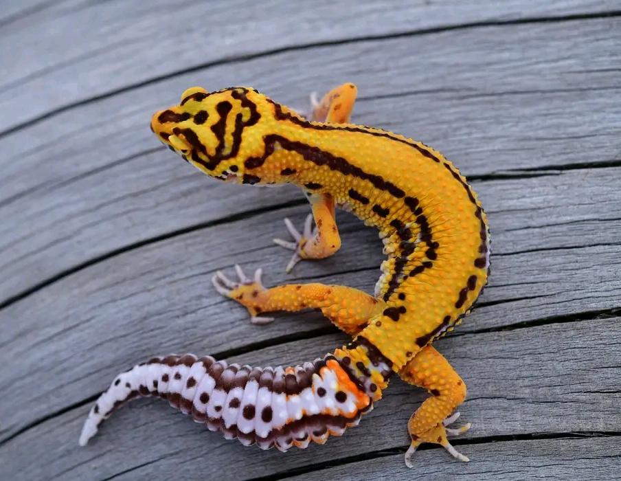 Leopard Gecko Tangerine Bold Bell