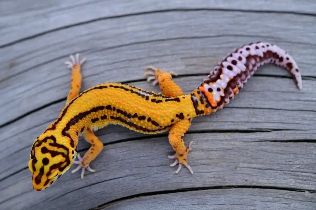 Leopard Gecko Tangerine Bold bell