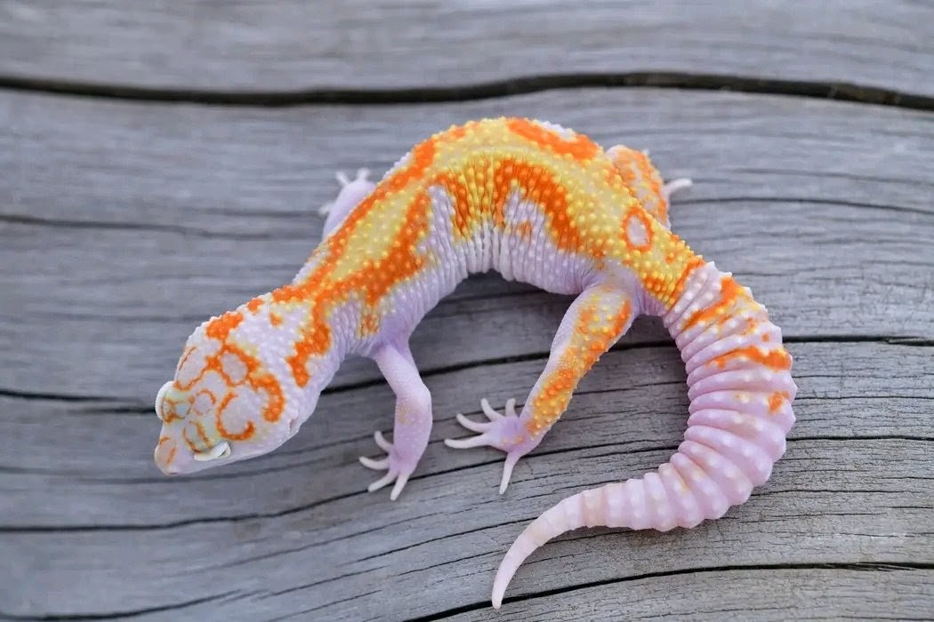 Leopard Gecko Tangerine rain water WY