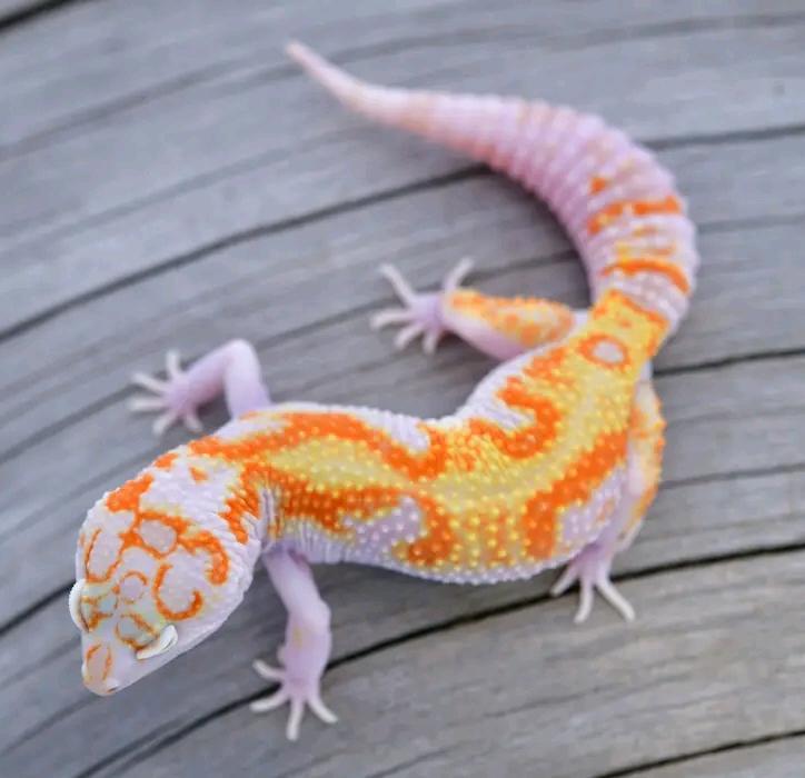 Leopard Gecko Tangerine rain water WY