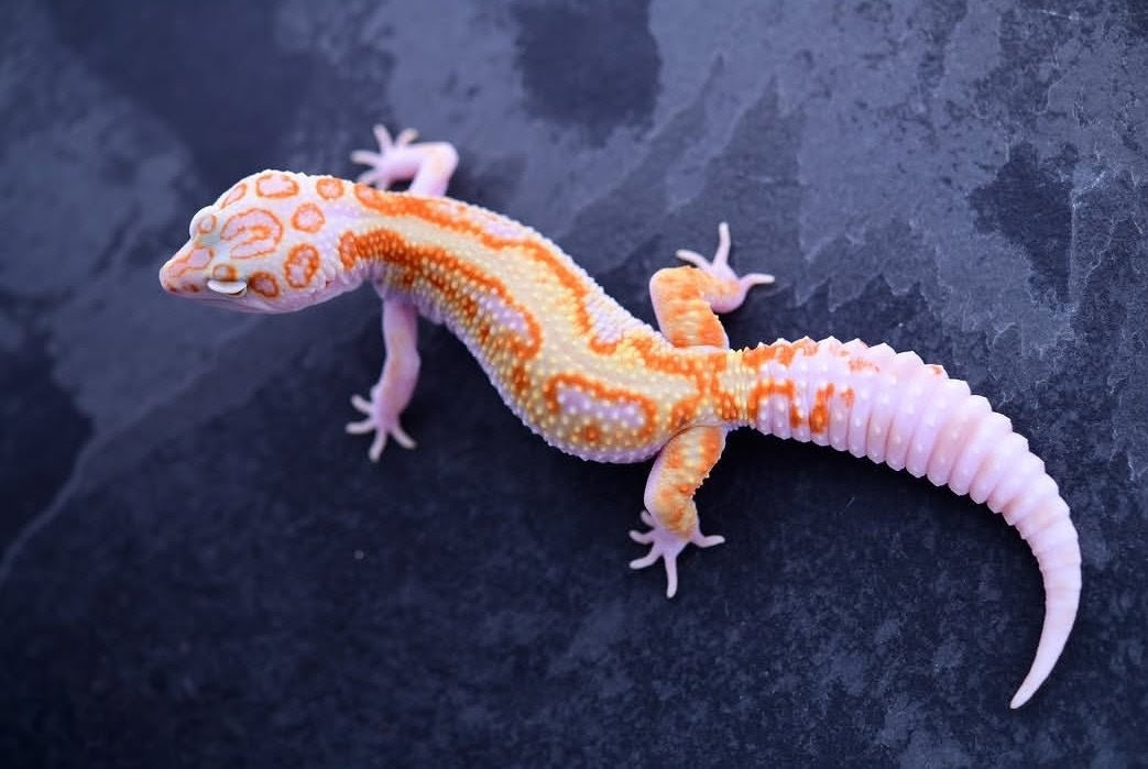 Leopard Gecko Tangerine rain water WY