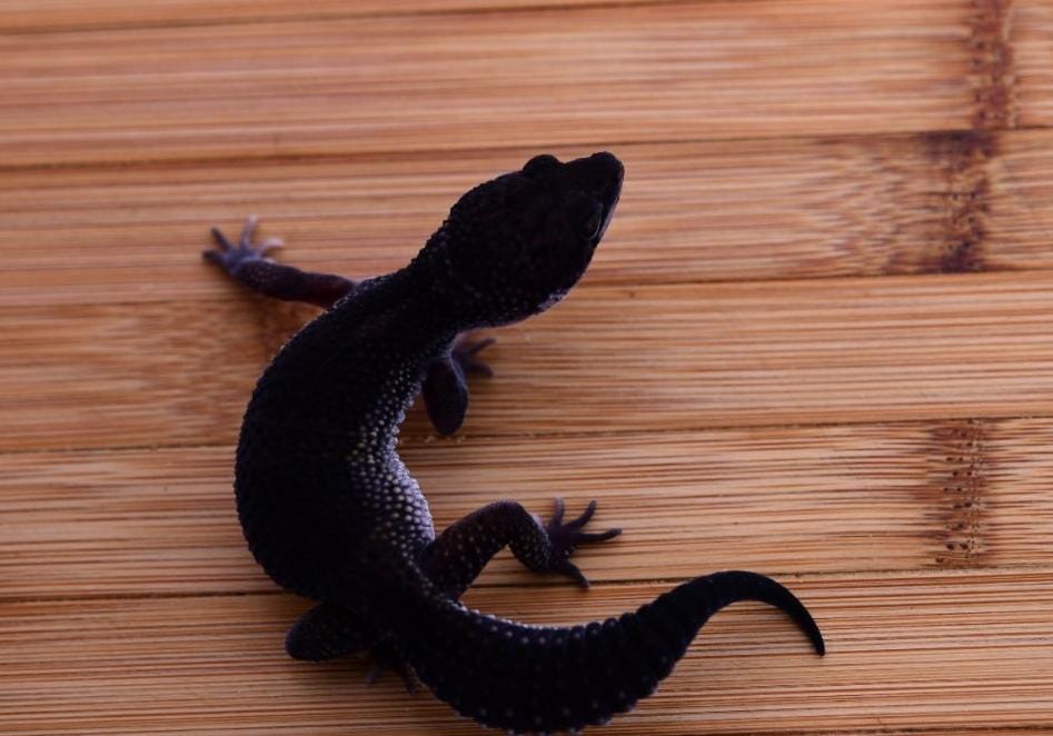 Leopard Gecko Blacknight