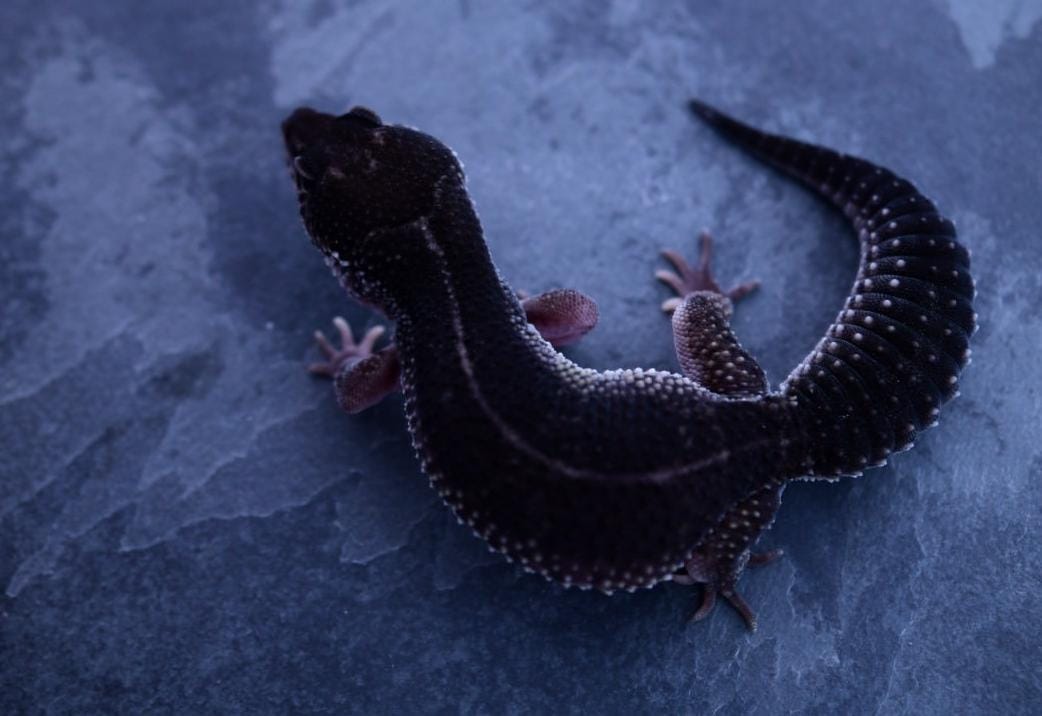 Leopard Gecko Blacknight