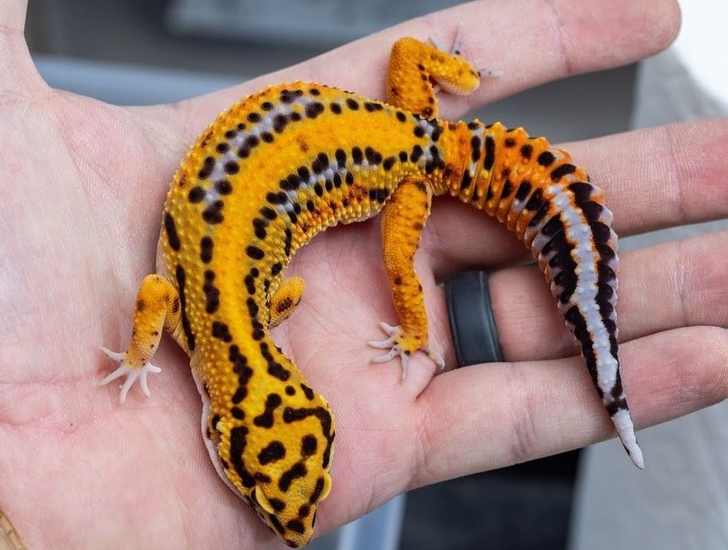 Leopard Gecko Bold bell