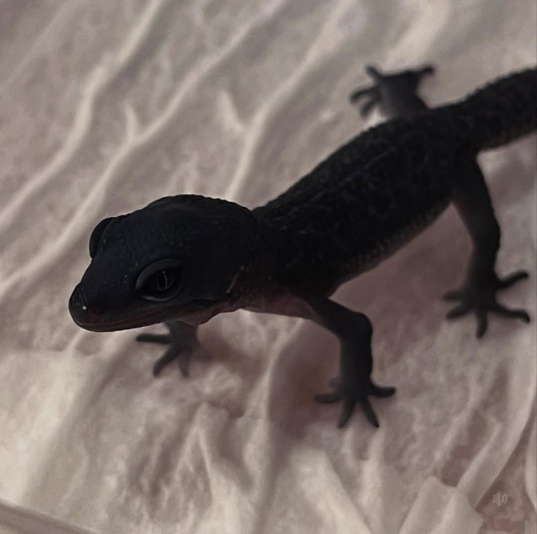 Leopard Gecko Blacknight gambar 2