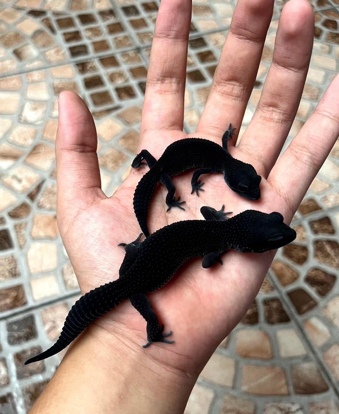 Leopard Gecko Blacknight gambar 3