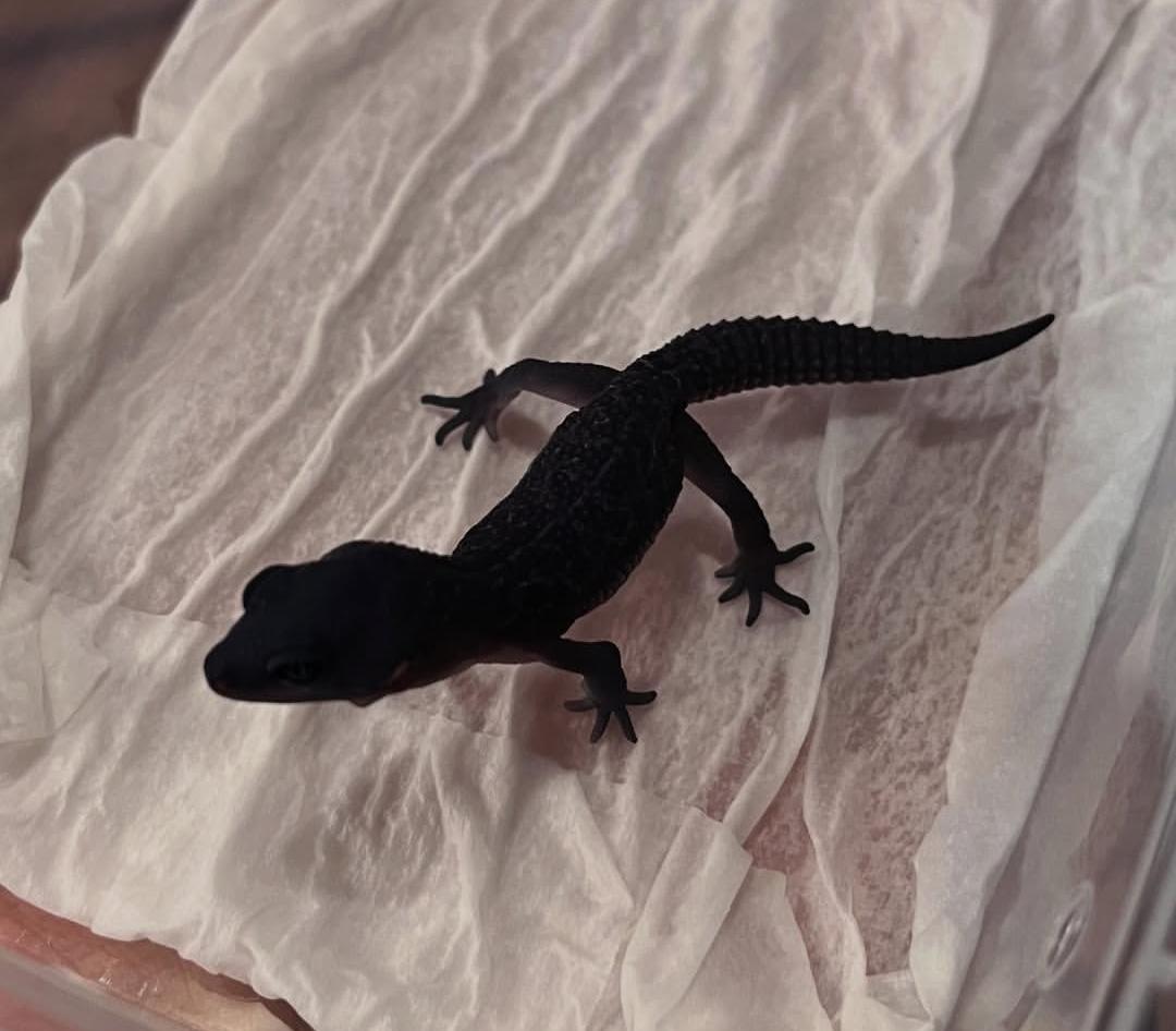 Leopard Gecko Blacknight