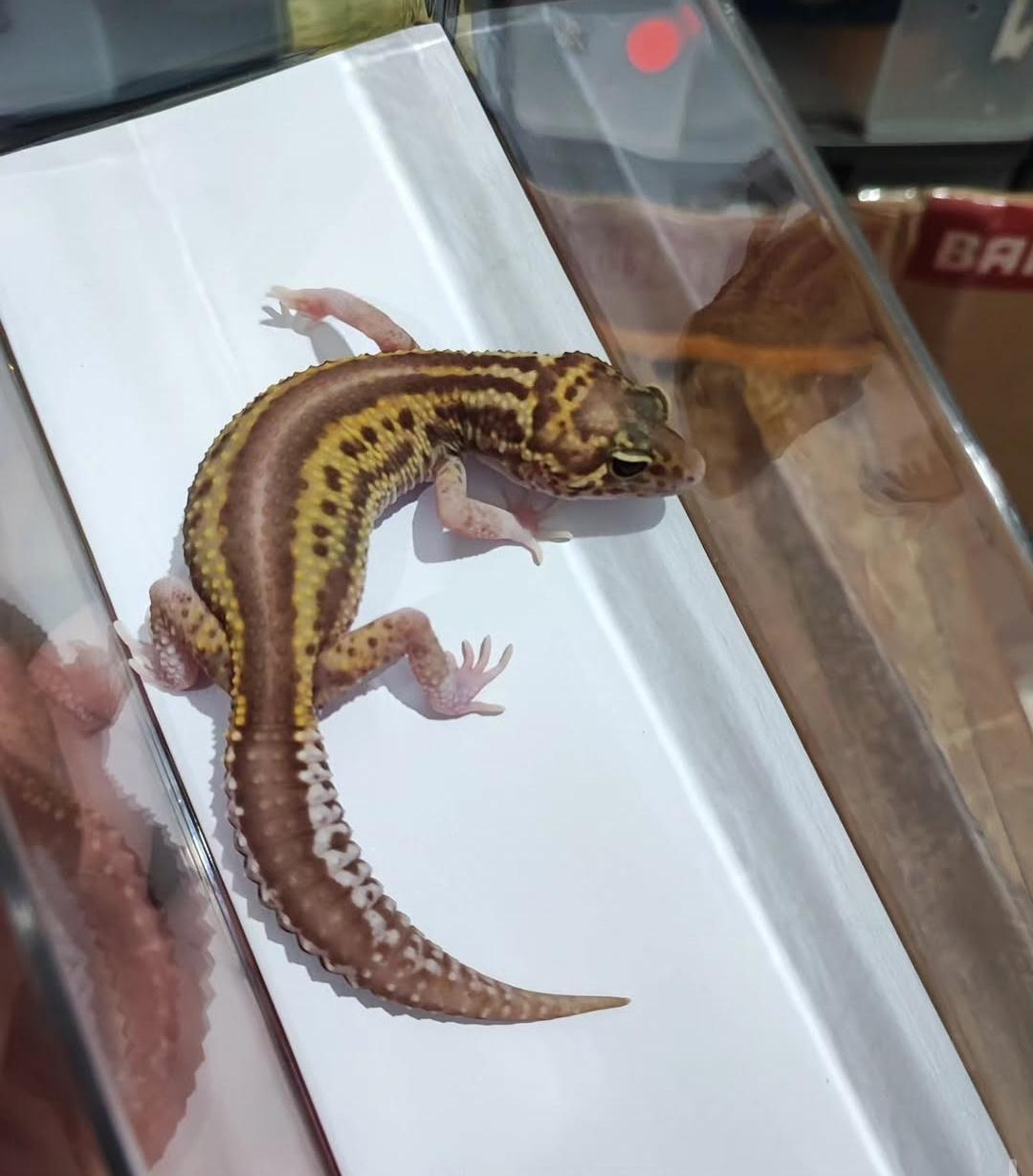 Leopard Gecko Bold Stripe gambar 2