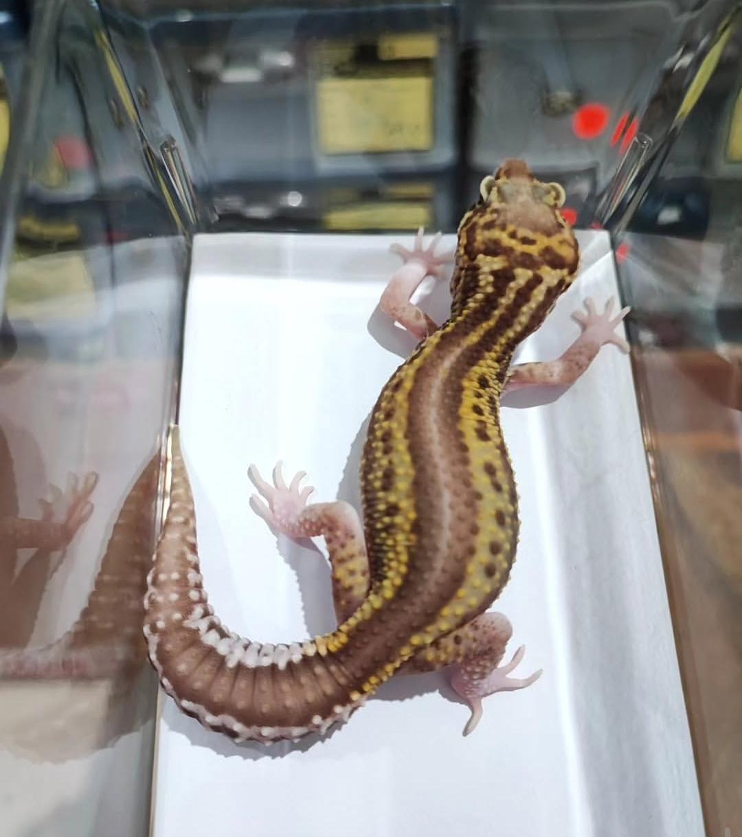 Leopard Gecko Bold Stripe