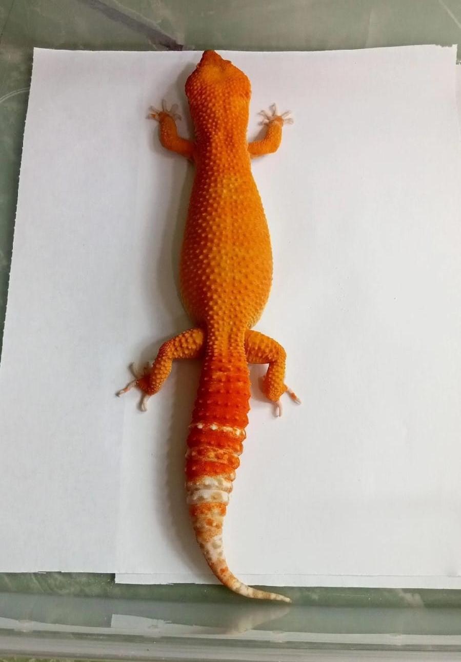 Leopard Gecko Morph Giant