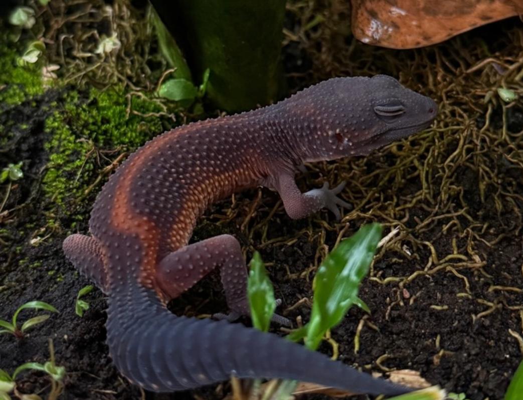 Leopard Gecko Dark choco tanggerine