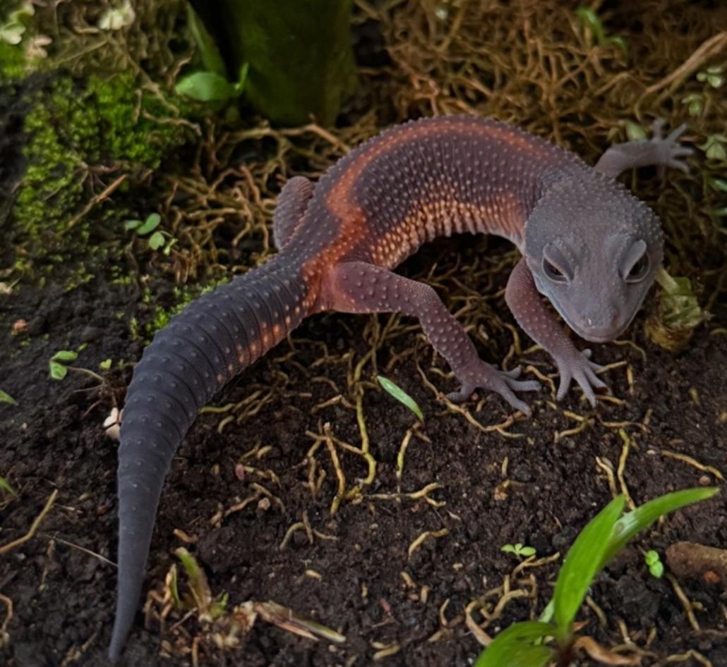 Leopard Gecko Dark choco tanggerine gambar 2