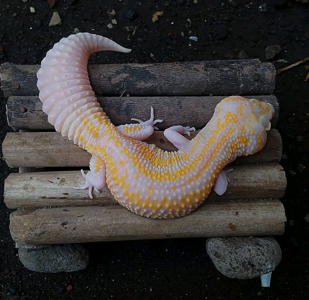 Leopard Gecko Morph White and Yellow/WY